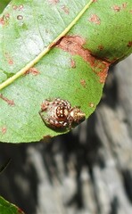 Opisthoncus quadratarius