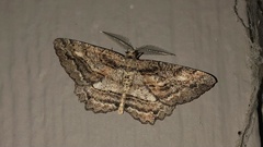 Neoalcis californiaria