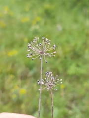Allium flavescens