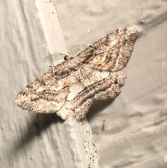 Neoalcis californiaria