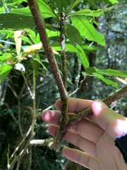 Schima superba superba