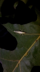 Oecanthus exclamationis