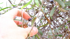 Loranthaceae