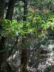 Schima superba superba