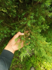 Cupressus