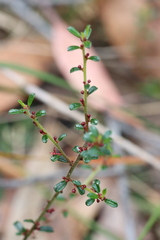 Phyllanthus hirtellus