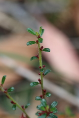 Phyllanthus hirtellus