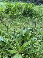 Plantago major