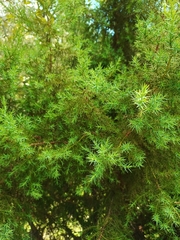 Cupressus