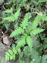 Pteris