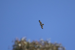 Hieraaetus morphnoides