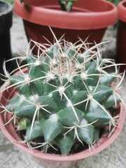 Mammillaria winterae