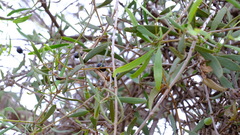 Loranthaceae