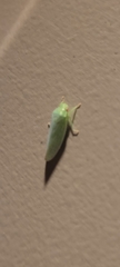 Rugosana querci