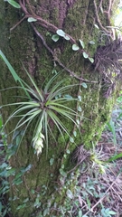 Tillandsia stricta