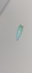 Rugosana querci