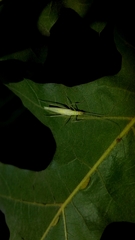 Oecanthus exclamationis