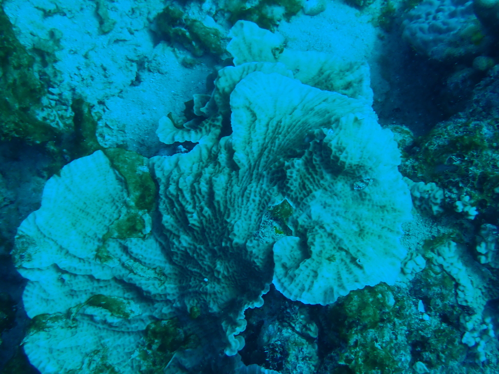 porcelain coral