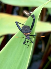 Leptoglossus gonagra