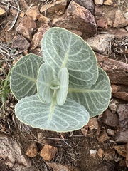 Asclepias