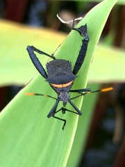 Leptoglossus gonagra