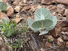 Asclepias