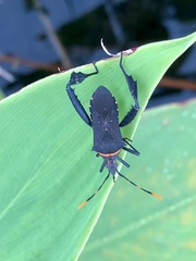 Leptoglossus gonagra