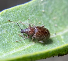 Otiorhynchus cribricollis