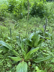 Plantago major