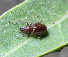 Otiorhynchus cribricollis