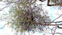Loranthaceae