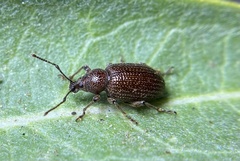 Otiorhynchus cribricollis