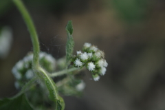 Ageratum