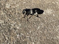 Creophilus maxillosus