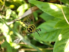 Argiope bruennichi