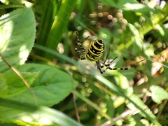 Argiope bruennichi