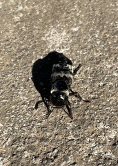 Creophilus maxillosus