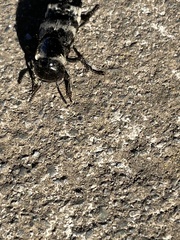 Creophilus maxillosus