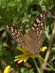 Junonia lemonias