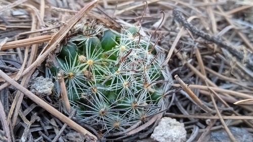 Mammillaria nana
