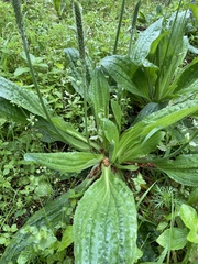 Plantago major