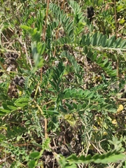 Astragalus cicer
