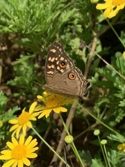 Junonia lemonias