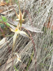 Caladenia capillata