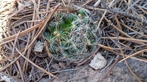 Mammillaria nana