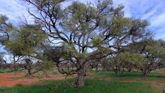 Loranthaceae
