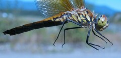 Sympetrum semicinctum occidentale