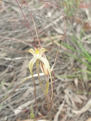 Caladenia capillata