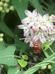 Euodynerus pratensis