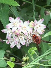 Euodynerus pratensis